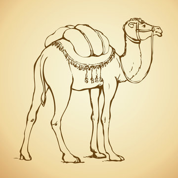Decorated camel. Vector illustration