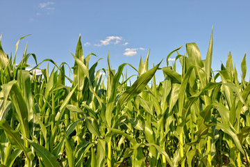young corn field in clear summer day - 91086535