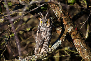 long eared owl
