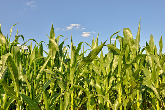 young corn field in clear summer day