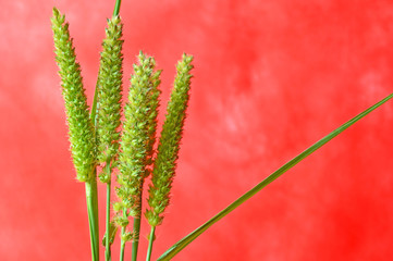 Southern sandbur flower, Cenchrus echinatus, Family Poaceae, Central of Thailand