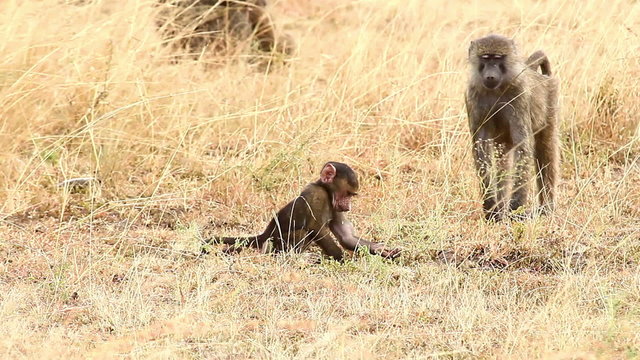 Mother and baby baboon in Masai Mara
