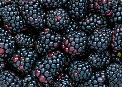 Blackberries background, fresh berries photographed from above