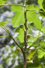 Fototapeta premium Baby green figs on the branch of a fig tree