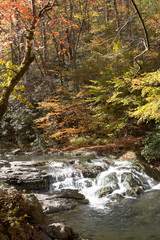 Obraz premium Smokey Mountains National Park