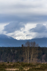 snow mountain and tree