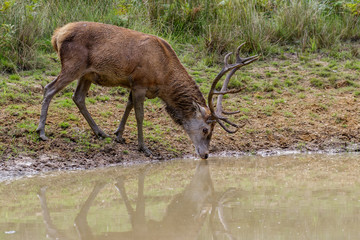 Red Deer stag (cervus elaphus) drinking from a pool of water