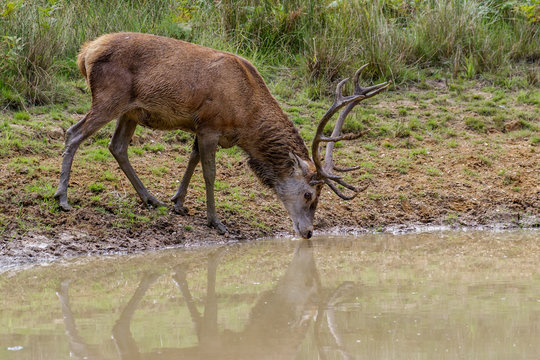 Fototapeta Red Deer stag (cervus elaphus) drinking from a pool of water