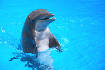 Śmiejący się delfin w Loro Park na Teneryfie  - obrazy, fototapety, plakaty