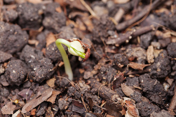 Beansprout on nature background 