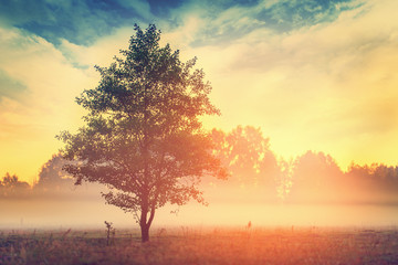 Fototapeta na wymiar Tree over sunrise in summer morning time, focus on tree