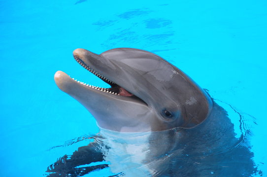 Śmiejący się delfin w Loro Park na Teneryfie 