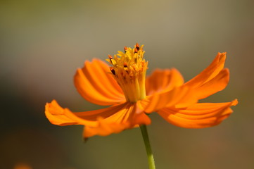 cosmos © Seabird75