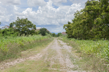 Fototapeta na wymiar A road in countryside in sunny day