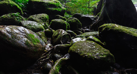 moss on rock in forest in Thailand.