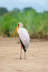 Ibis-Nimmersatt © plataximages