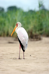 Ibis-Nimmersatt © plataximages