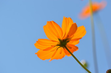 cosmos © Seabird75