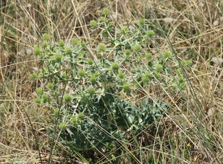 Strandplanzen in der Düne in Nahaufnahme