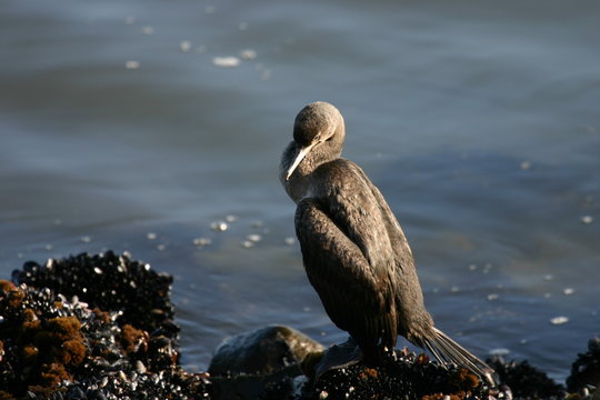 Kormoran