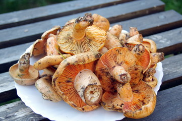 lactaire délicieux -sanguins