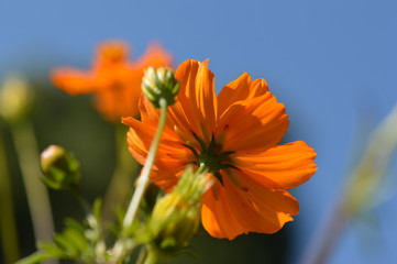 cosmos © Seabird75
