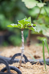 Fresh cleft graft on a young figs tree