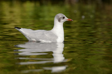 Black-headed Gull
