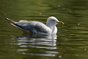 European Herring Gull, Larus argentatus