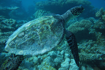 Naklejka na ściany i meble Unterwasserschildkröte
