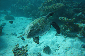 Fototapeta na wymiar Schldkröte am Meeresgrund