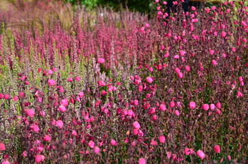 Rosa Glockenheide blüht im Heidegarten
