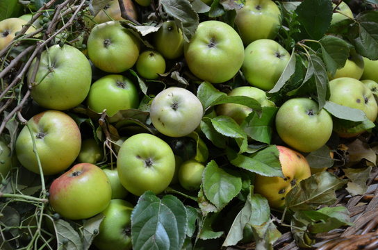 Grüne Äpfel mit Blättern in Korb 