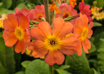 Ornage Primula