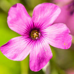 Oxalis Pink