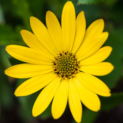Yellow Osteospermum