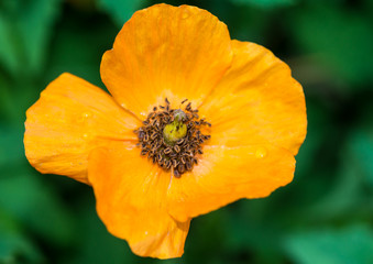 Single Welsh Poppy