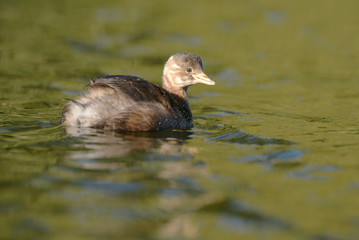 Little Grebe - nestling