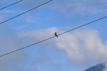 Bussard auf Stromleitung
