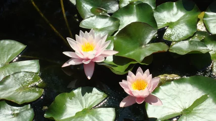 Afwasbaar Fotobehang Waterlelie lilie wodne w oczku wodnym