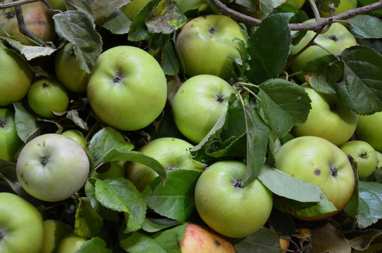 Grüne Äpfel mit Blättern im Korb