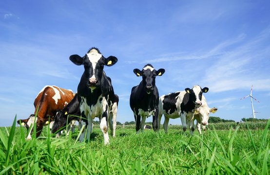 Holstein-Frisian Rinder auf einer saftig grünen Sommerweide
