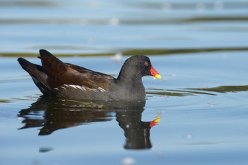 Moorhen