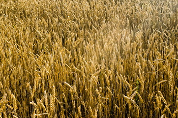 Ripe Wheat/ Field of the Ripe Wheat in Rays of  Sunset