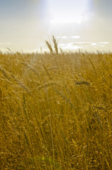 Ripe Wheat/ Field of the Ripe Wheat in Rays of  Sunset