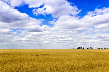 Wheat field/ Ripe Wheat field in the steppe