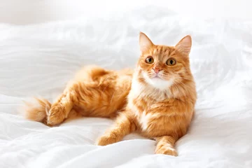 Photo sur Plexiglas Chat Ginger cat lies on bed. The fluffy pet comfortably settled to sleep or to play. Cute cozy background, morning bedtime at home.