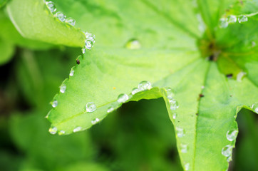 Droplets of dew on fresh green leaves
