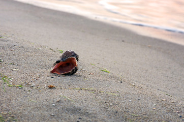 sea shells with sand as background