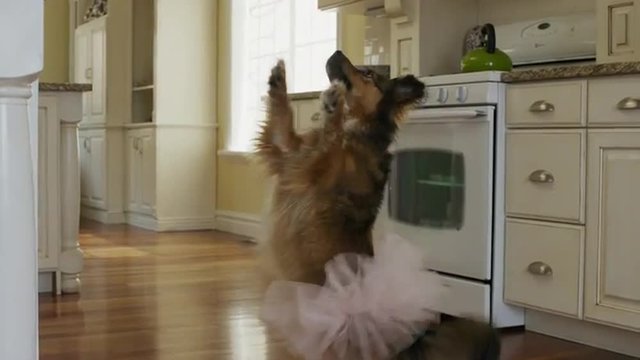 Medium slow motion panning shot of dog dancing in tutu / Cedar Hills, Utah, United States